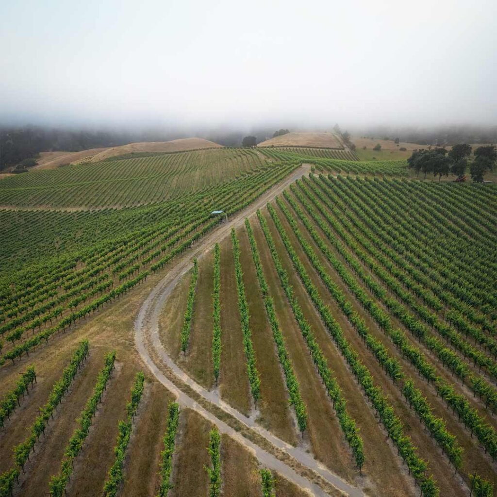 drone picture of vineyard