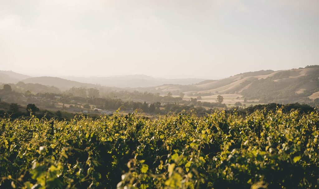vineyard landscape