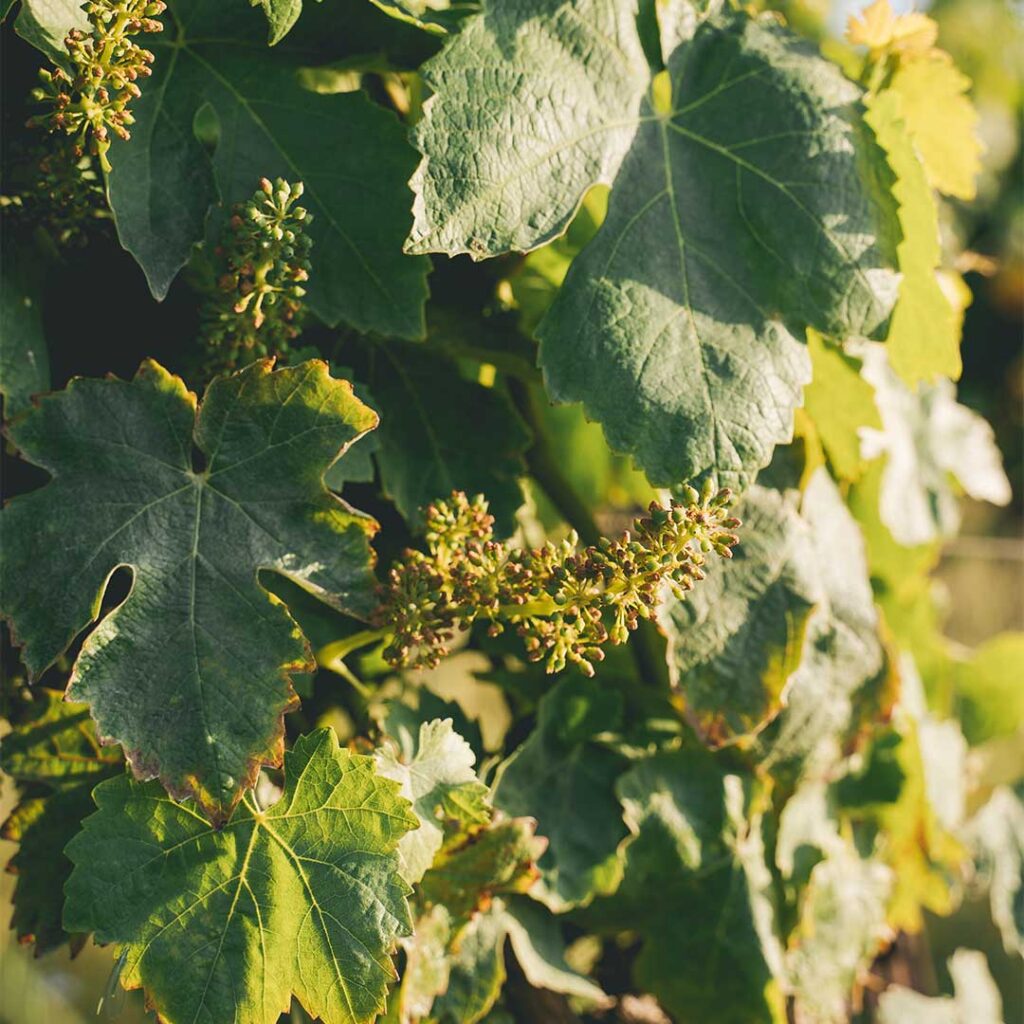 wine vine flowers