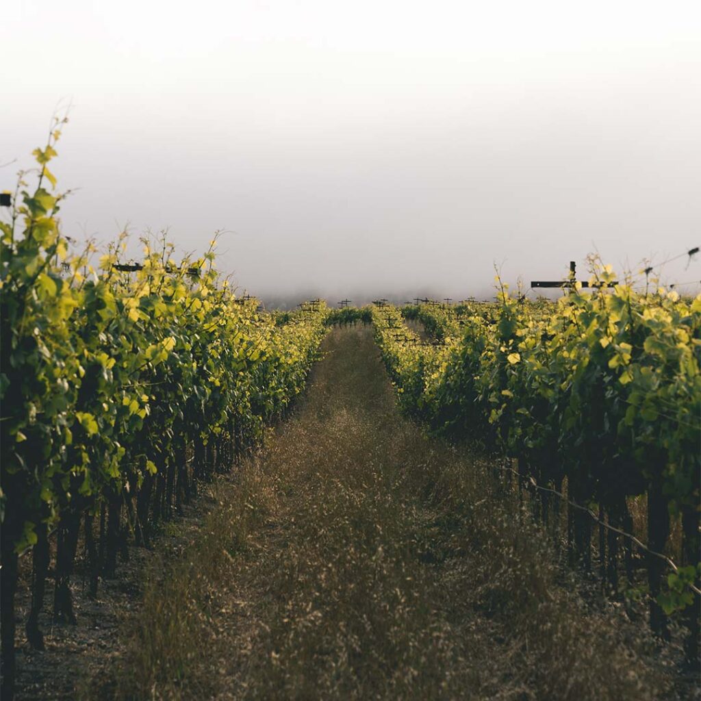 rows of wine vines