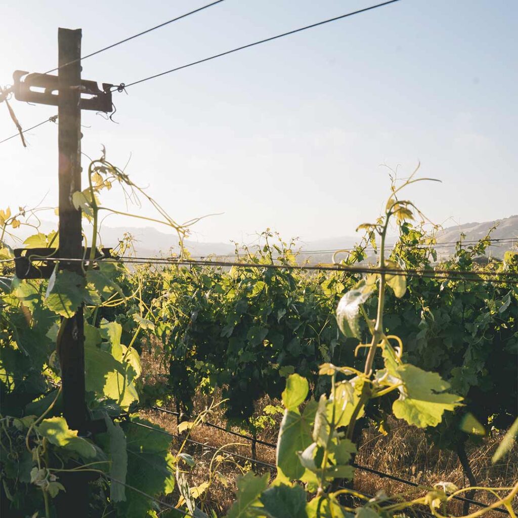 wires through vineyard vines