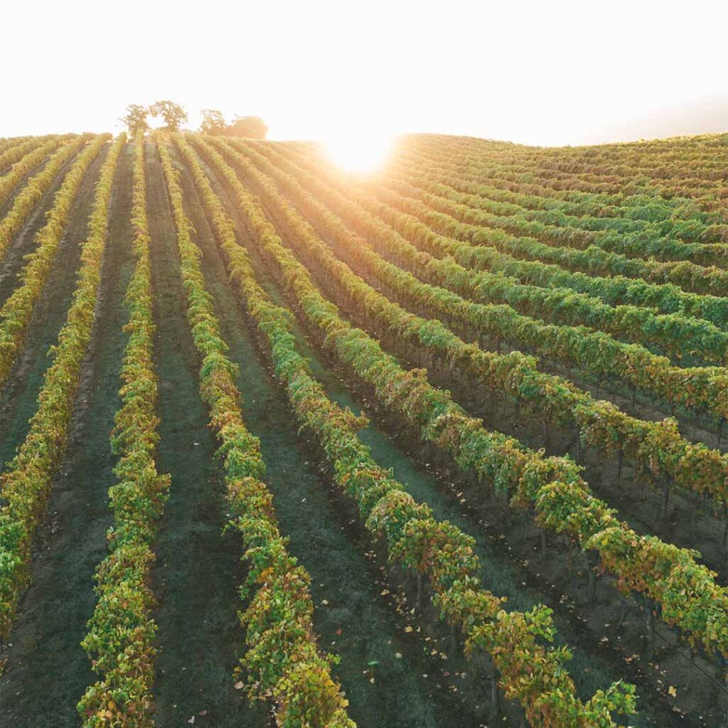 sun rising over Morning Sun Vineyard