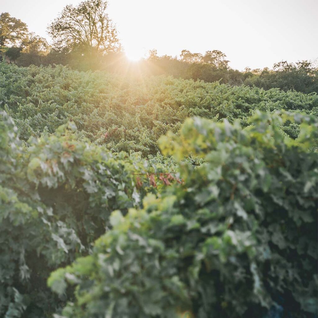 sun setting over vineyard
