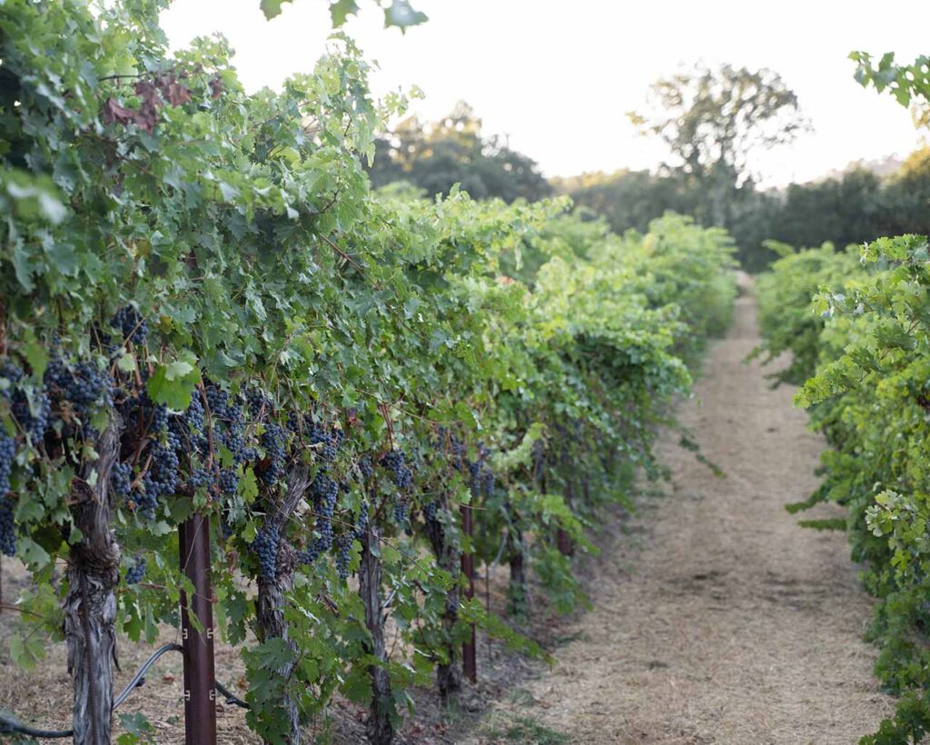 vines of red grapes for wine