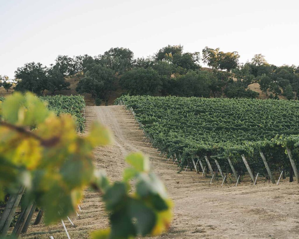 dirt road between vineyards