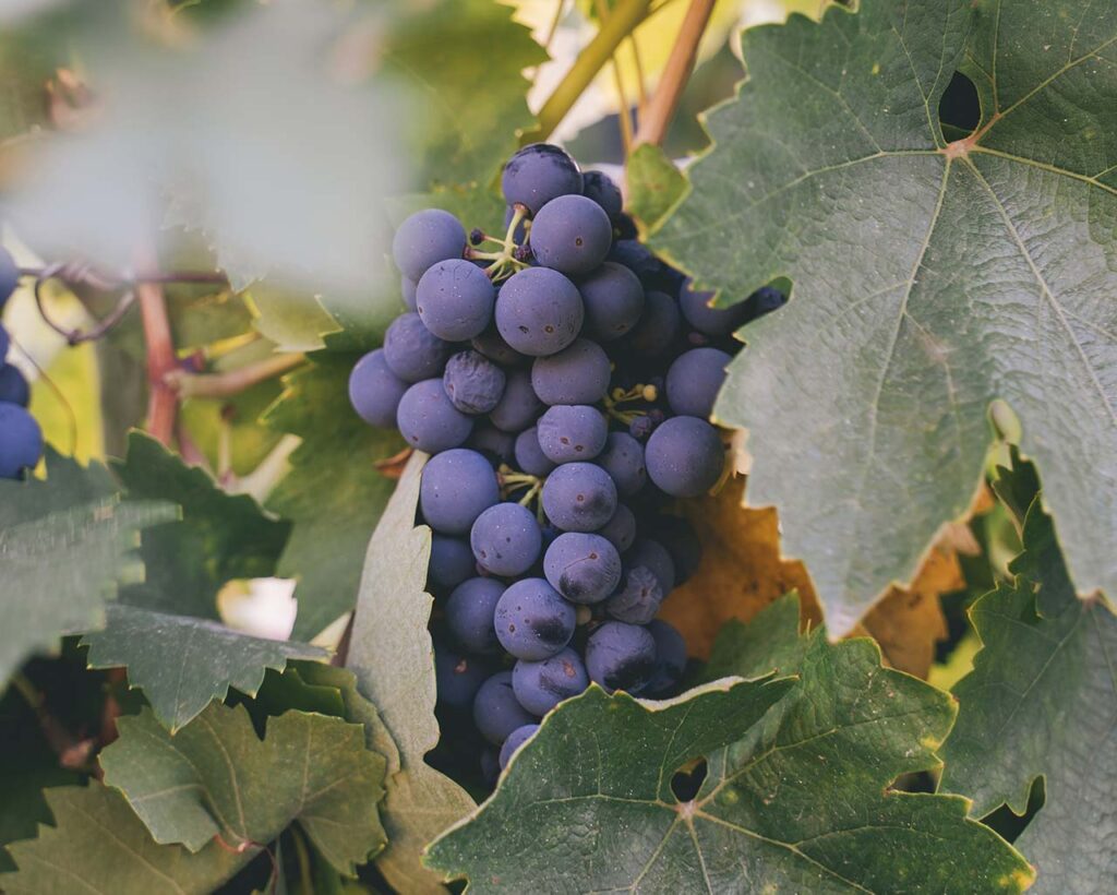 red wine grapes