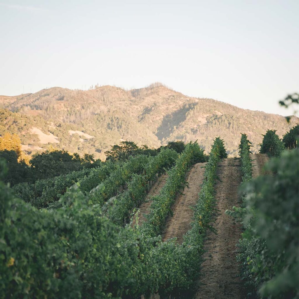 hillside vineyard with a mountain landscape in the background