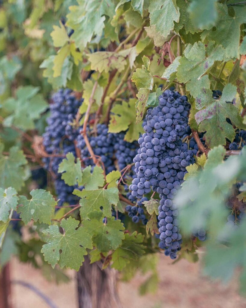 ready to harvest red wine grapes