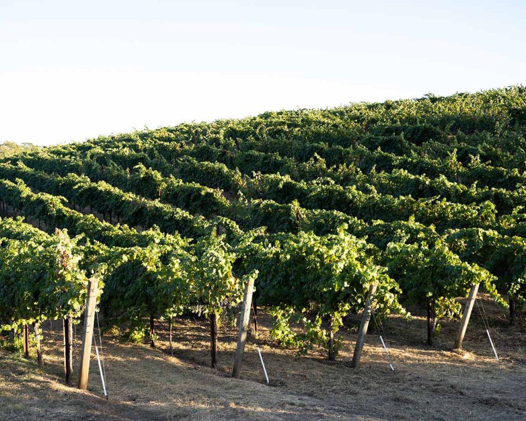 sun lit vineyard landscape