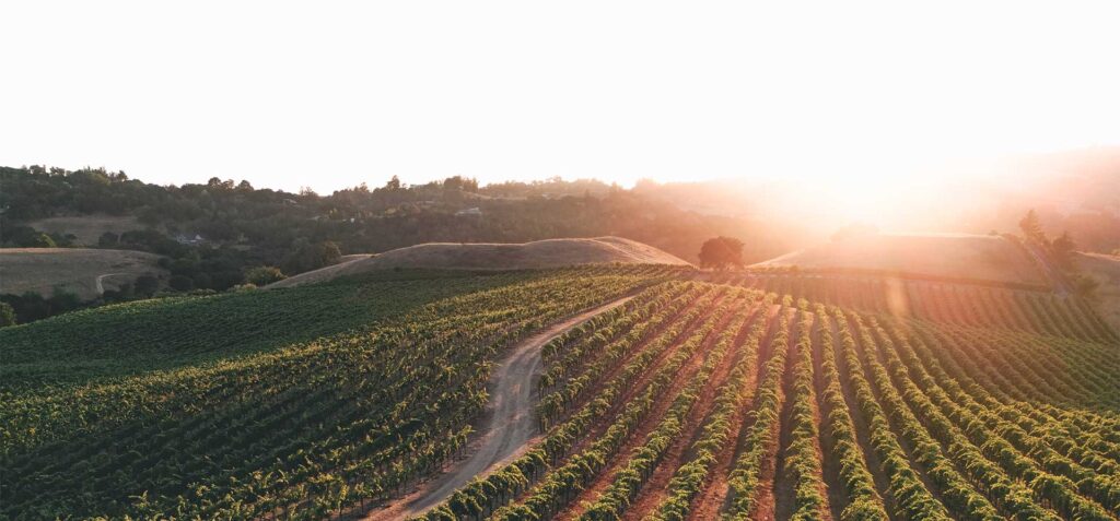 sun setting over Morning Sun Vineyard