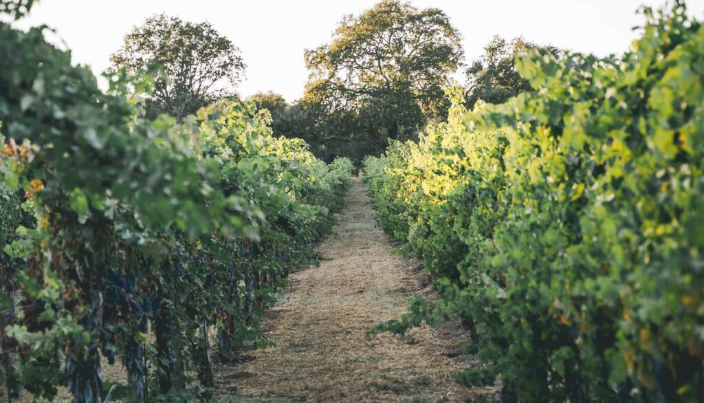 row between vines