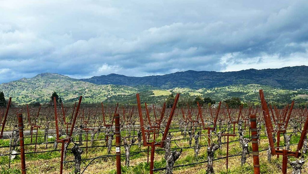 Wide view of Ryan’s Vineyard with dormant vines supported by rust-colored stakes, set against rolling green hills and dramatic cloudy skies in the background.