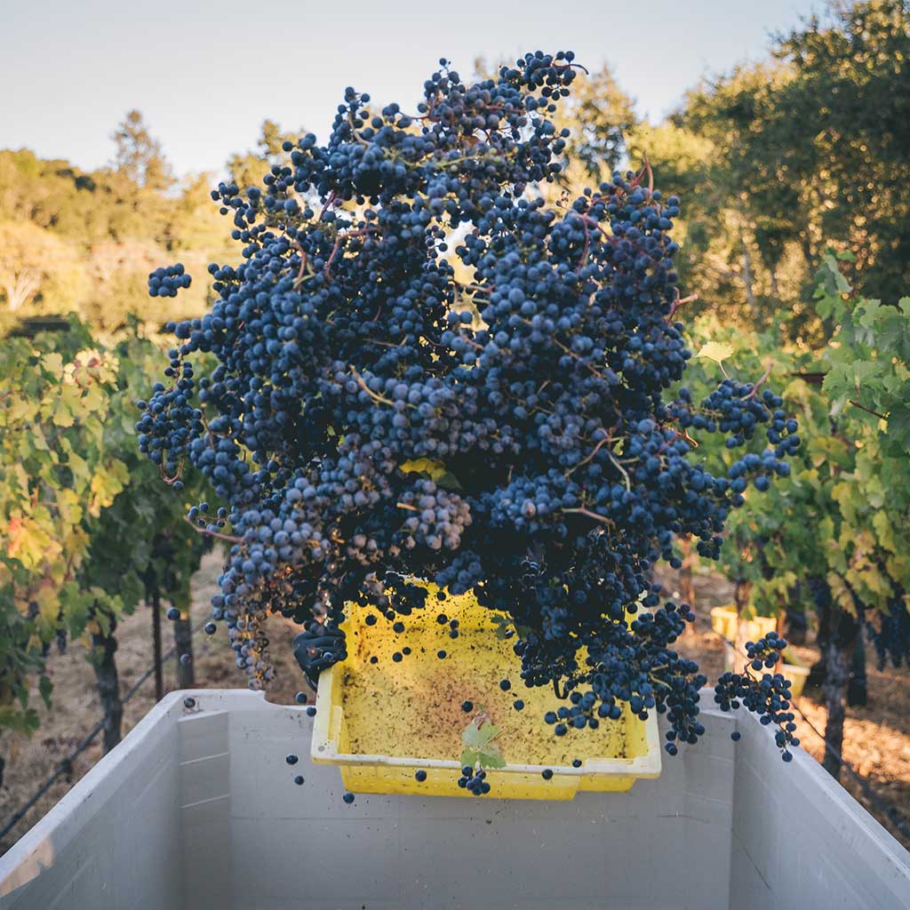 Freshly harvested clusters of dark purple grapes being emptied from a yellow bin into a large container at Olson Vineyard.