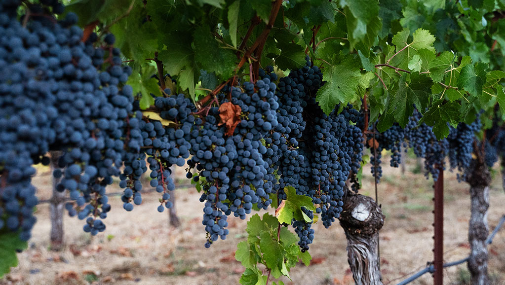 Ripe clusters of dark purple grapes hanging beneath leafy vines at Olson Vineyard, ready for harvest.