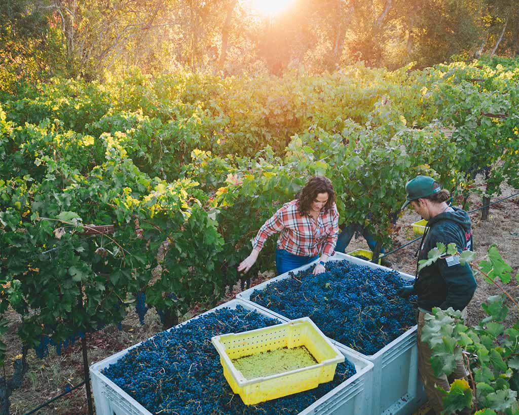 Harvest workers at Olson Vineyard sorting freshly picked purple grapes into large bins between vineyard rows at sunset.