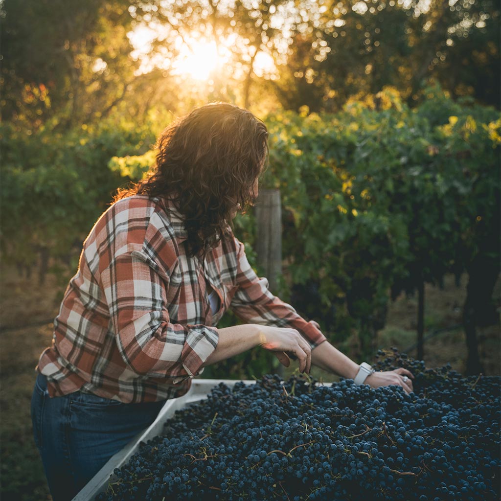 Winemaker in plaid shirt examining a bin of freshly harvested grapes at Olson Vineyard during sunset.