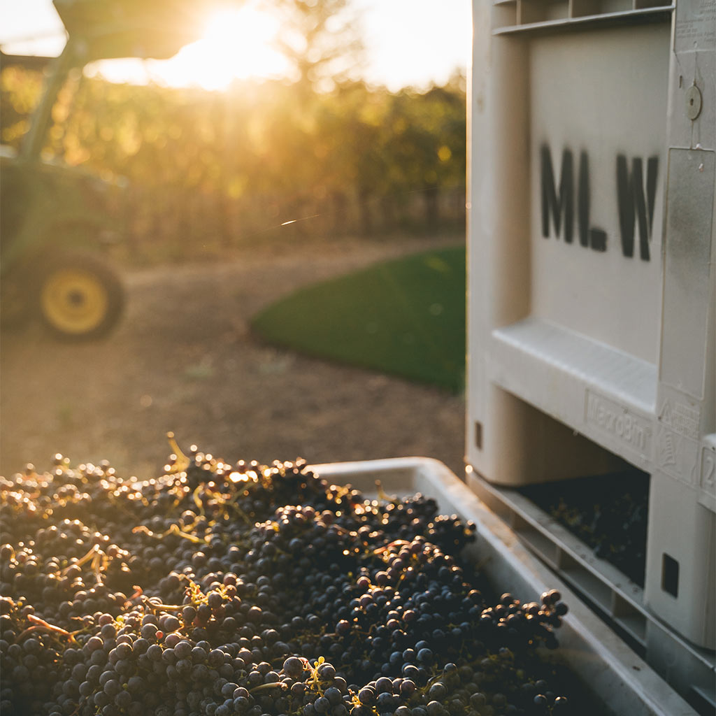 Bin filled with freshly picked grapes at Olson Vineyard, glowing in the soft light of a golden sunset.