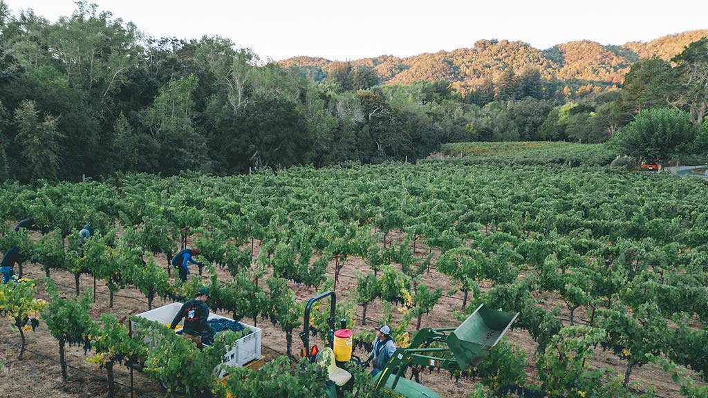 Harvest team picking grapes row by row at Olson Vineyard, with green vines stretching toward forested hills in the distance.