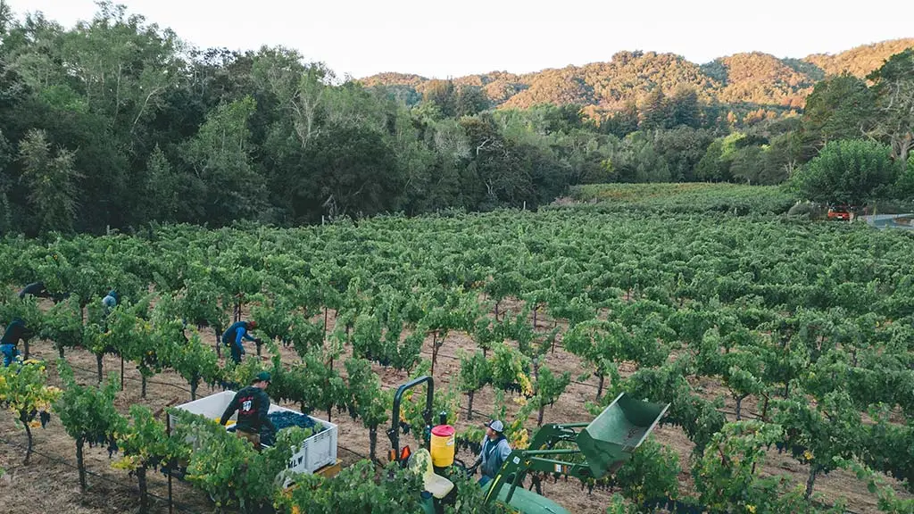 Olson Vineyard - Turks Head Wines