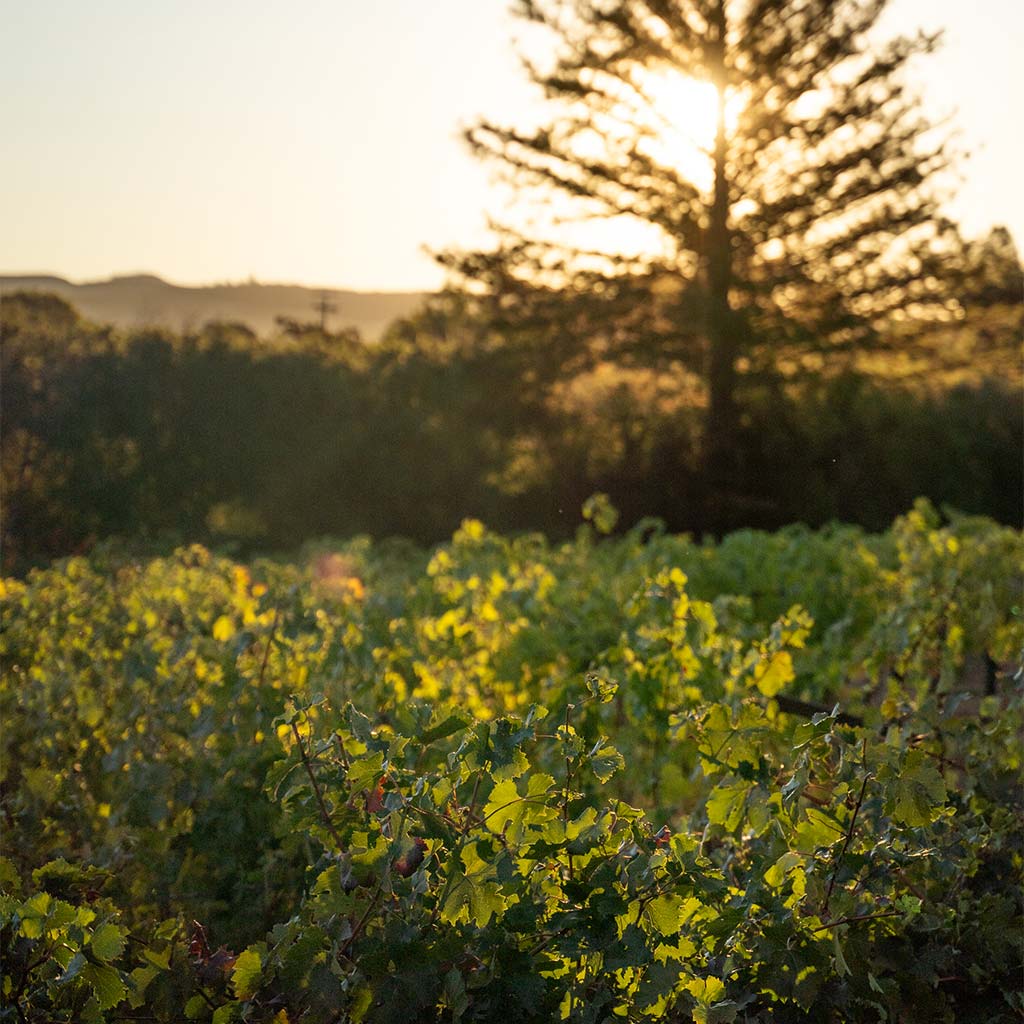 Golden sunset shining through vineyard rows at Olson Vineyard, highlighting lush green grape leaves.