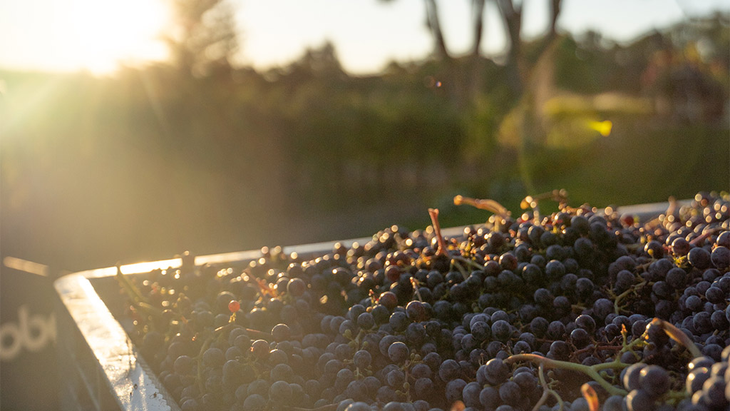 Freshly picked purple grapes in a harvest bin at Olson Vineyard, glistening in the late afternoon sun.