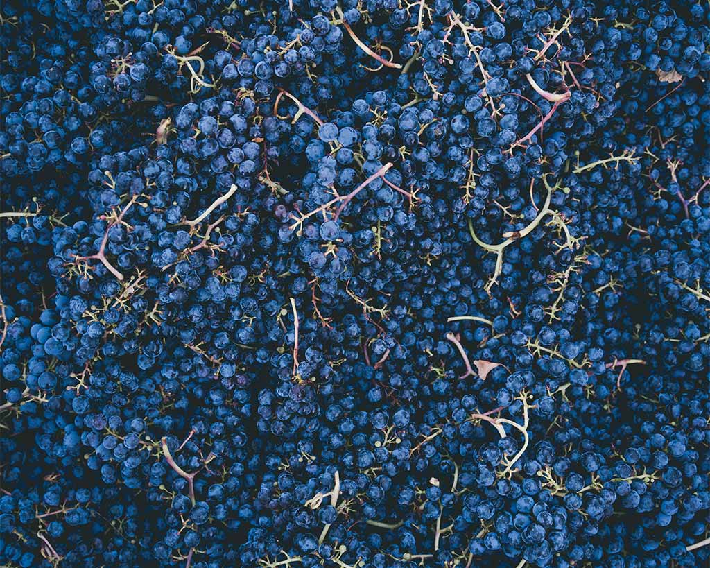 Close-up of densely packed purple grape clusters filling a harvest container at Olson Vineyard.