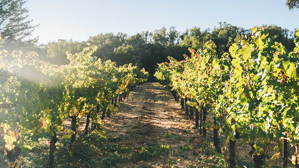Sunlit vineyard rows at Olson Vineyard with golden leaves glowing against a backdrop of surrounding trees.