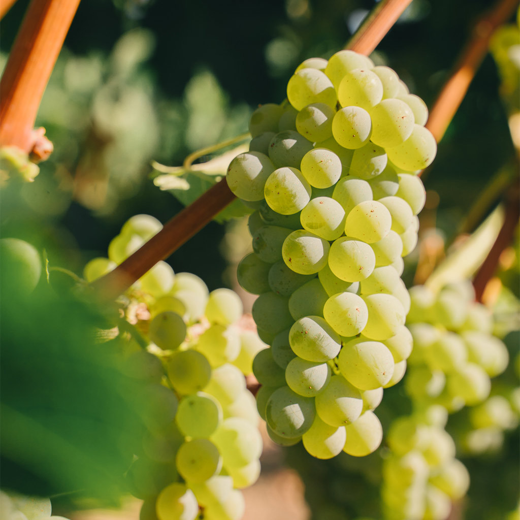 Close-up of a plump cluster of golden-green grapes on the vine, ripening in the sun at Ryan’s Vineyard.