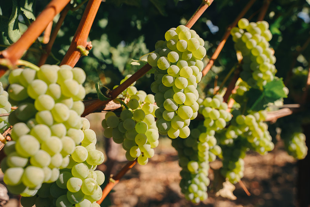 Multiple bunches of green grapes ripening along the vine, highlighted by dappled sunlight at Ryan’s Vineyard.