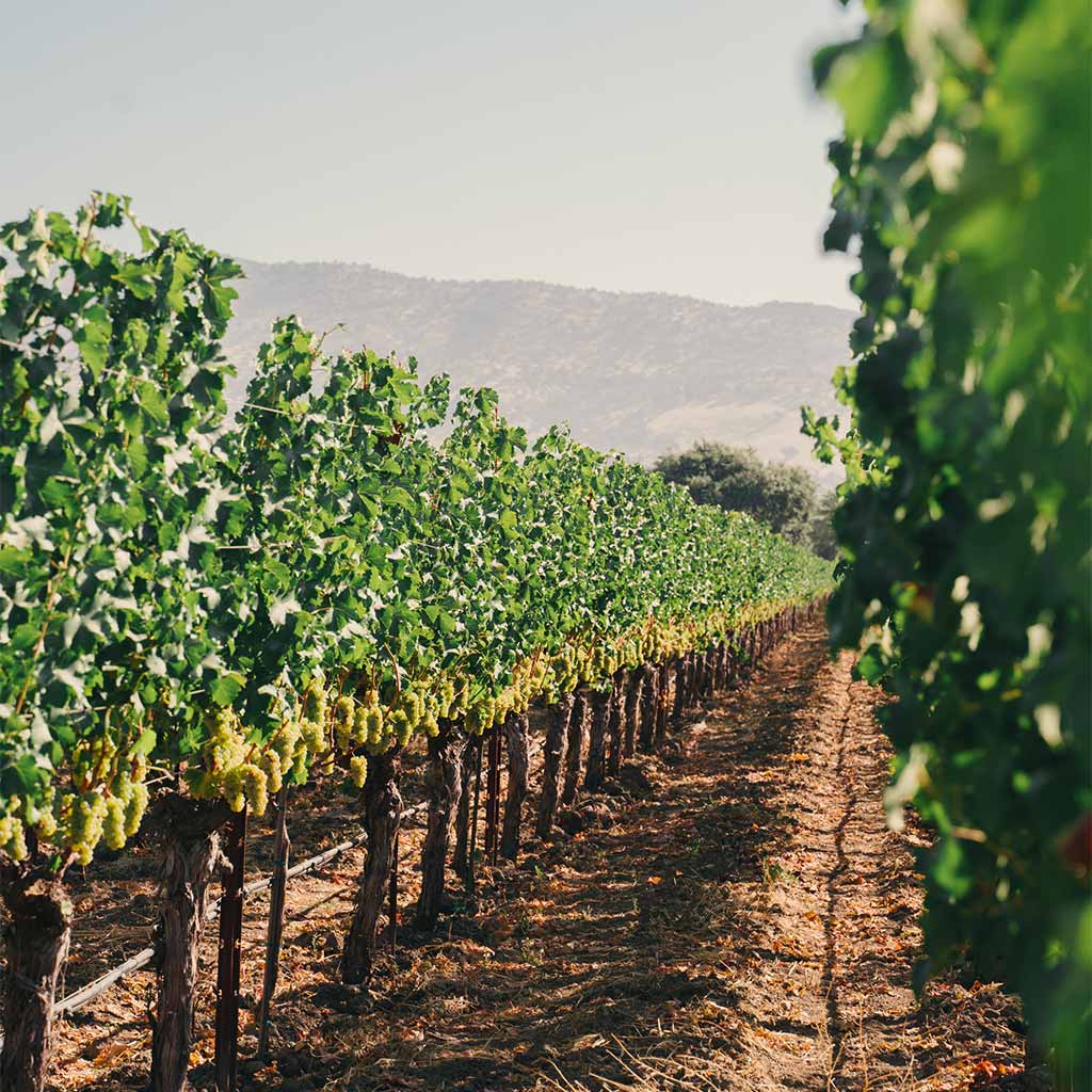 Ryan’s Vineyard grapevines lined in neat rows with clusters of green grapes hanging beneath lush foliage.