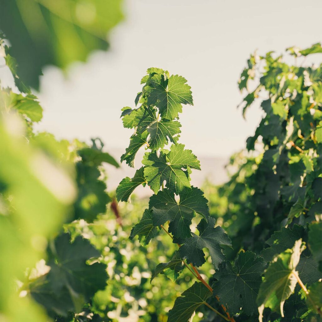 Close-up of a grapevine leaf backlit by the sun, showing fine details of the leaf veins at Ryan’s Vineyard.