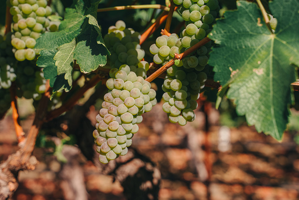 Clusters of ripening white wine grapes hanging on the vine at Ryan’s Vineyard, surrounded by broad green leaves.