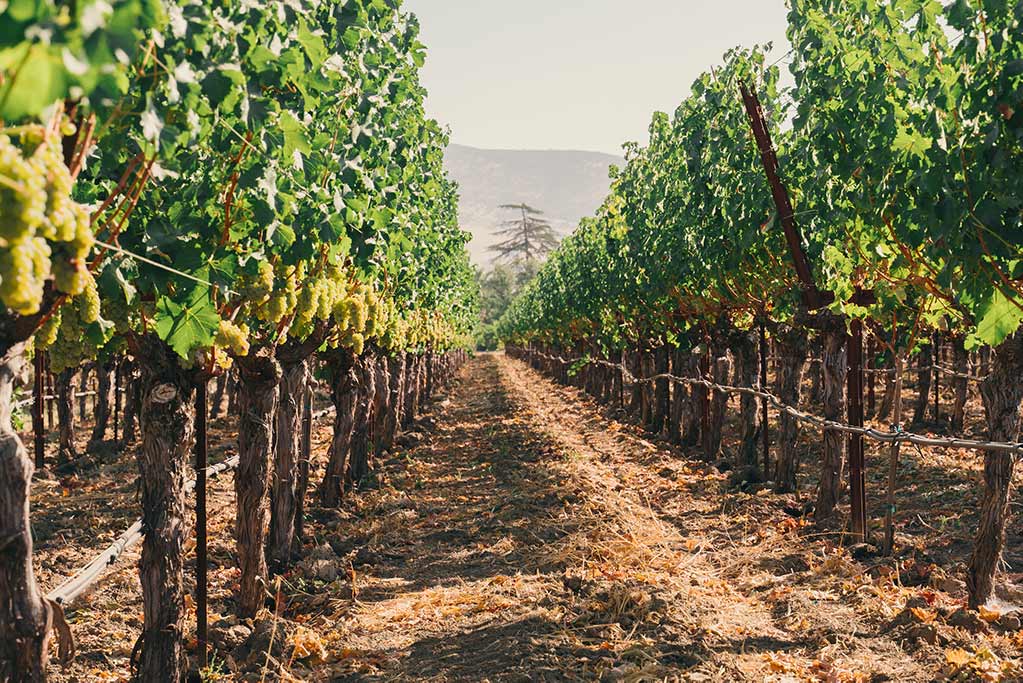 Straight vineyard rows at Ryan’s Vineyard filled with green grapevines and clusters of grapes, framed by dry soil and hills in the distance.
