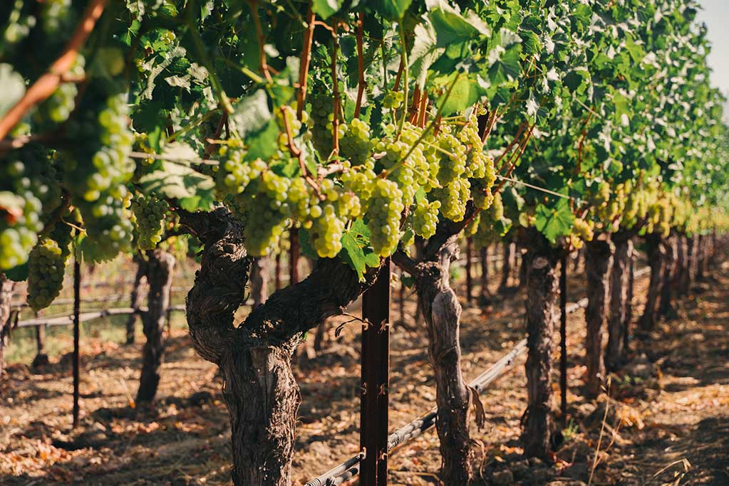 Close view of mature grape clusters hanging low on thick vine trunks at Ryan’s Vineyard, with sunlight filtering through the leaves.